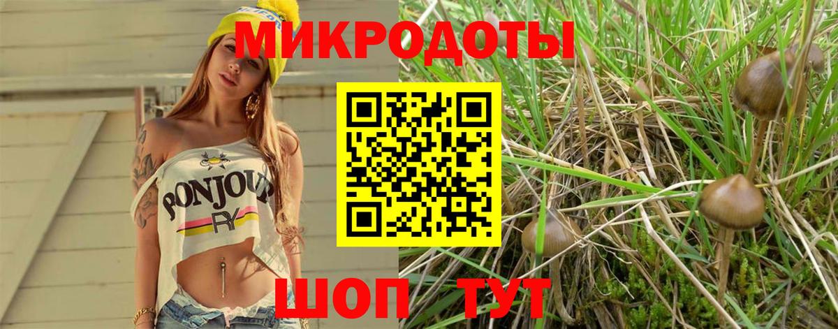 Псилоцибиновые грибы Psilocybine cubensis Минусинск